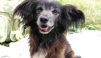 Quintinha Abc - Associação Protetora dos Animais - 2950-049 Palmela