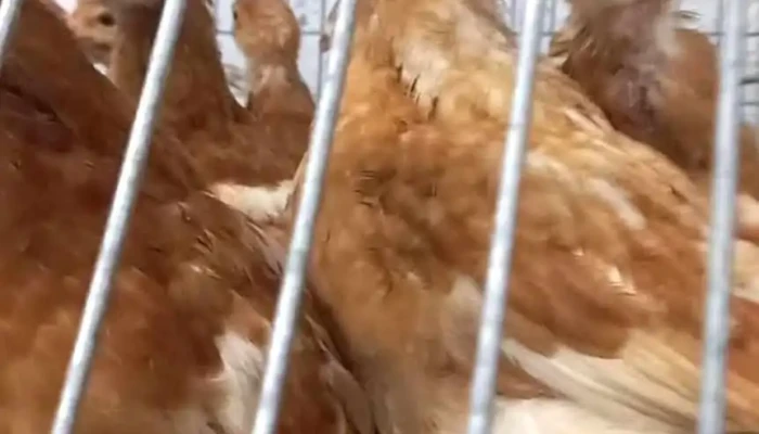 Agriloja De Ponta Delgada -  Videos - Arrifes