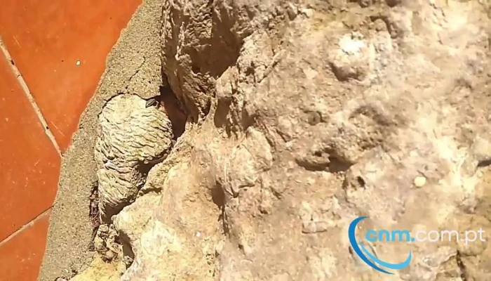 Arranho Videos - Arranhó