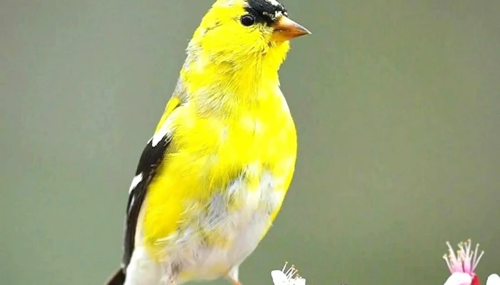 Avigould -  Pet Shop - Alcabideche