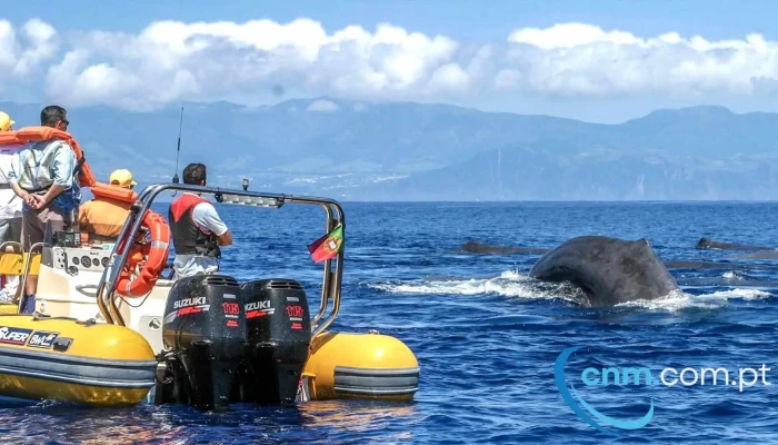 Azores Whale Watching Terra Azul - Vila Franca Do Campo