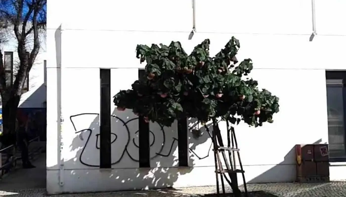 Cacifo Locky -  Videos - Lagos