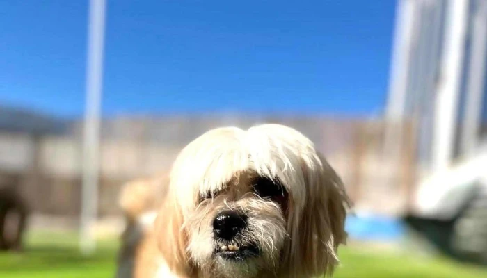 Cao Do Moinho Centro De Cuidados Diurnos Para Cachorros - Lisboa