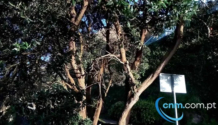Casa Cheia -  Videos - Maia