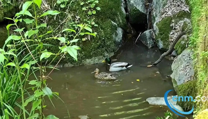 Gaviao Videos - Gavião