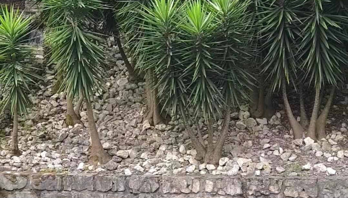 Loja Ctt -  Videos - Santo António Dos Cavaleiros
