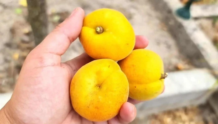 Monte Argil Montargil Gastronomia - Montargil