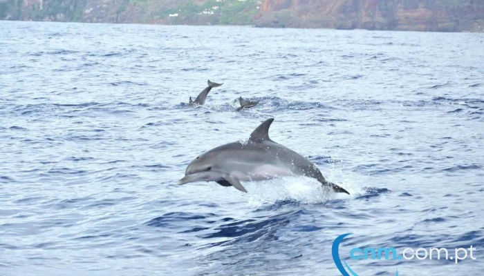 On Tales Whales And Dolphins Cruises -  Golfinhos - Calheta