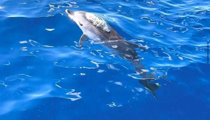 On Tales Whales And Dolphins Cruises -  Mais Recentes - Calheta