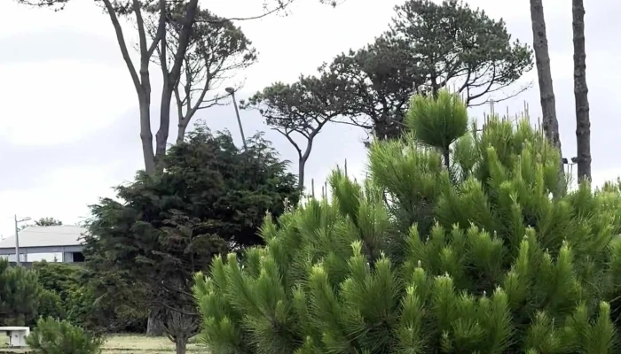 Parque De Campismo Da Madalena -  Catalogo - Madalena