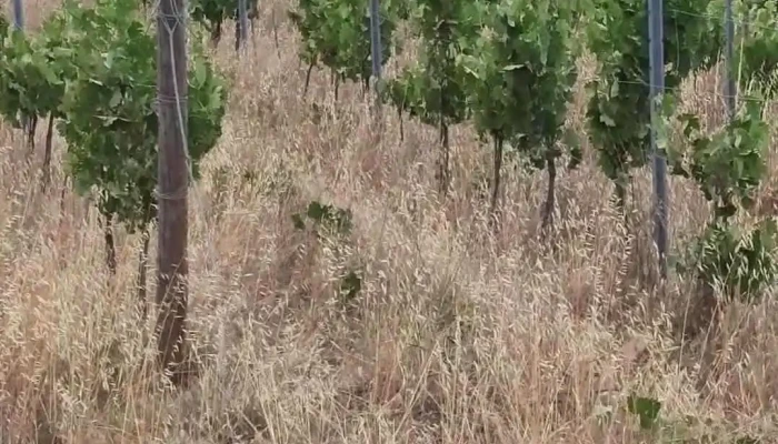 Seixas -  Videos - Seixas