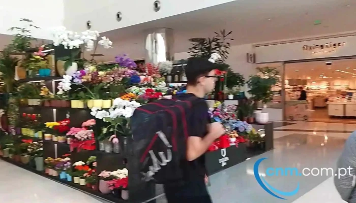 Zippy Plaza Madeira -  Videos - Funchal